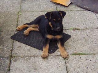 Gebe schwarze Schäferhund-Mischlingswelpen ab