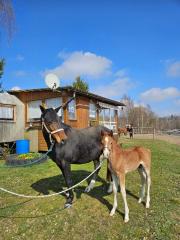 Typvolles Reitpony-Hengstfohlen mit sehr guten Grundgangarten