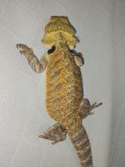 Bartagame 4 Monate alt zu liebevolles Zuhause