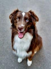 Australian Shepherd Rüde sucht fördernde Hände