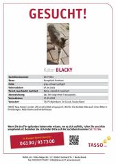 Kater Blacky vermisst
