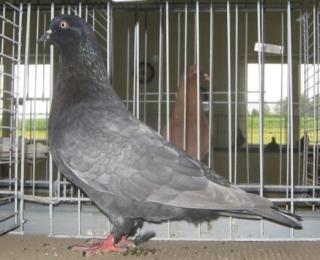 Altenburger Trommeltauben