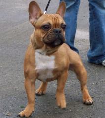 French Bullyrüde in red-fawn