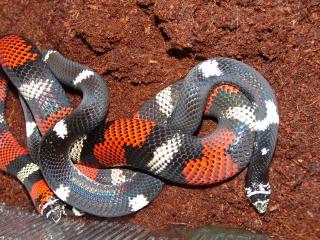 Bunte Hakennasennatter Lystrophis pulcher