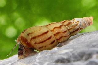 Malaiische Turmdeckelschnecke