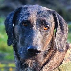 KENAI - männlich 2 Jahre 68 cm 34 kg Doggen-Mix Gechipt Kastriert