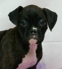 Boxer Welpen