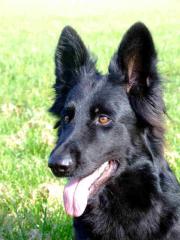 Altdeutsche Schäferhundwelpen in schwarz