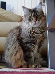 Maine Coon Kastratin sucht .