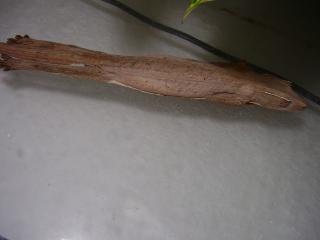 Uroplatus lineatus Weibchen