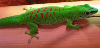 Verkaufe Taggecko weibchen
