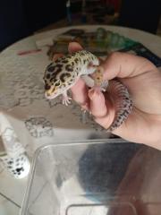 Leopard - Gecko männlich