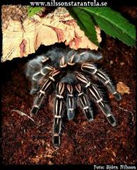 Aphonopelma seemani mit terra abzugeben