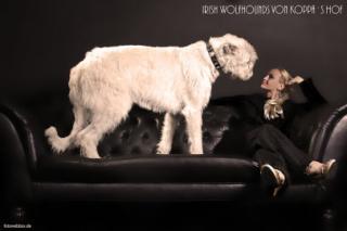 Irish Wolfhound Deckrüde Zola