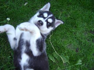 Sibirischer Husky sucht Deckhündin