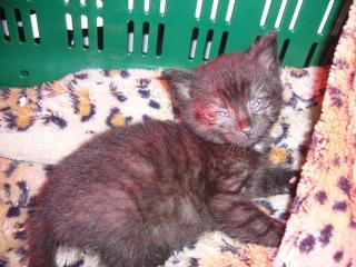 Katzen Baby dringend abzugeben
