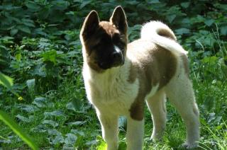 American Akita von Katana-Ken