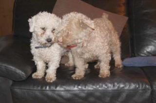 Notall 2 ältere Hunde Ronnie und Jessie