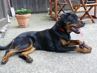 Reinrassiger Rottweiler