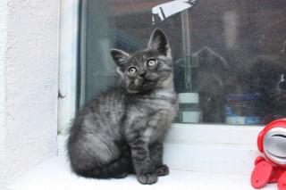 Schmusekater sucht neues zu Hause