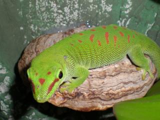 Phelsuma madagascariensis grandis