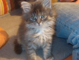 6 Maine Coon Katzen Kinder