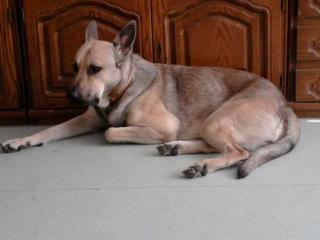 Charly 1, 5 Jahre, sucht dringend neues Zuhause Preis 100 EUR
