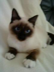 Suche Siamdeckkater Raum Berlin