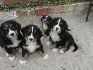 Berner Senne Welpen reinrassig