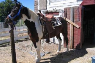 RB auf Paint Horse Wallach Western