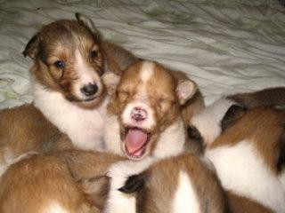 Colliewelpen mit Papieren
