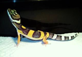 Schöne Leopardgecko Nachzuchten aus 2021 Abzugeben in Raum Frankfurt