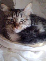 Super liebe und hübsche Tigerkatze Pelusa