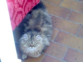 Suche Perserkater zum Decken meiner Perserkatze
