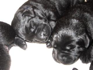 Kleine Kracher Labrador Welpen schwarz schoko