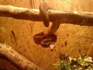 Verkaufe boa constrictor honduras 0, 1 mit paieren