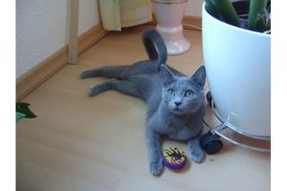 Suche einen Deckkater in der nähe von greifswald