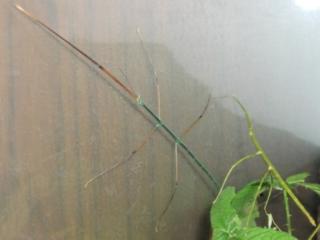 Ramulus nematodes blue