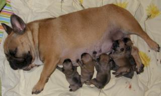 Französische Bulldoggen Welpen