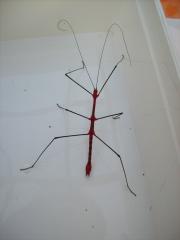 Oreophoetes peruana 5Tiere/12 Euro