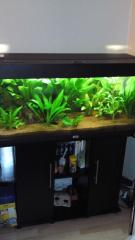 Verkaufe komplett Aquarium mit Besatz, Fischen, Pflanzen.