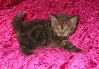 BKH black-smoke Kitten