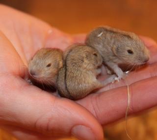 Lemming Jungtiere abzugeben