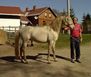 Barocker Cremello Hengst