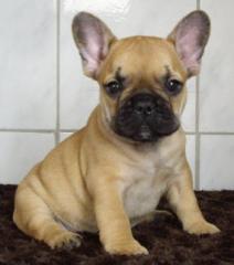 Französische Bulldogge von Koppas Hof
