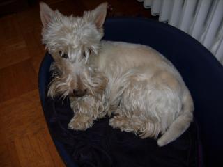 Suche Rüde Scottish-Terrier Schwarz für Decken