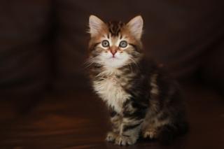 Sibirische Katzenkinder aus Bayern -