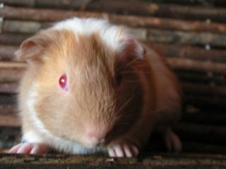 Notmeerschweinchen, auch Babies.