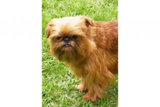 Zwerggriffon, Belgischer Griffon, Brüsseler Griffon, Petit Brabancon, kleiner Br