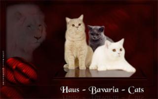 BKH-und Highlander Kitten